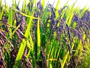 Kon Tum: Chọn lọc giống nếp than năng suất cao